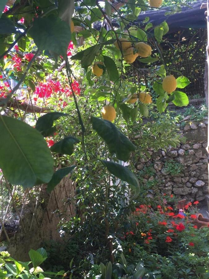 Lemon Garden House Apartment ไมยอรี ภายนอก รูปภาพ