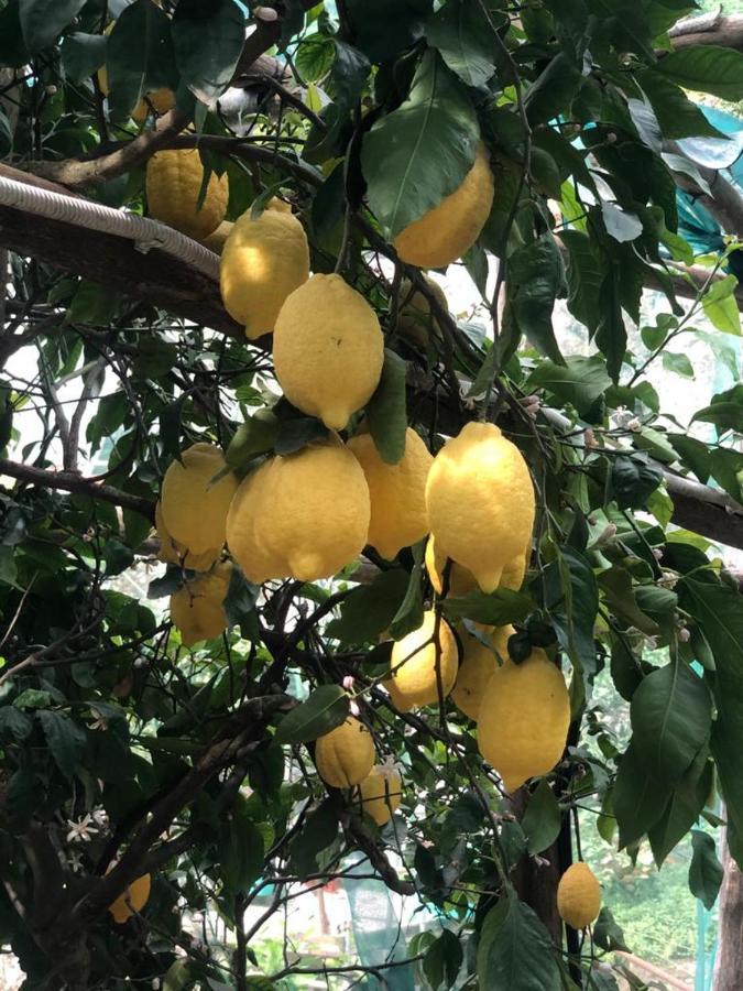 Lemon Garden House Apartment ไมยอรี ภายนอก รูปภาพ